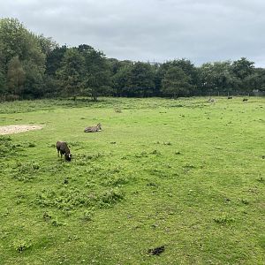 African Savannah 070920