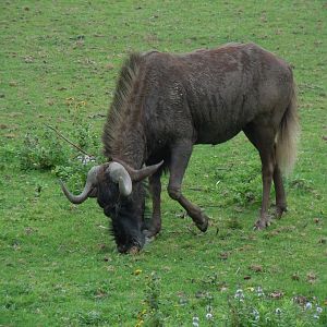 African Savannah - Black wildebeest 070920