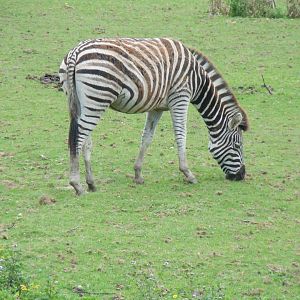 African Savannah - Chapman's zebra 070920