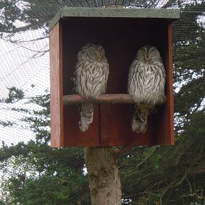 Ural owls 070920
