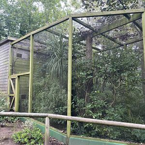 Sumatran laughingthrush aviary 070920