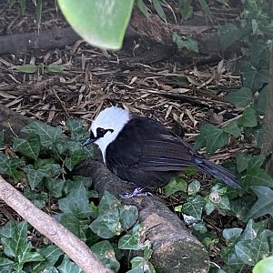Sumatran laughingthrush 070920