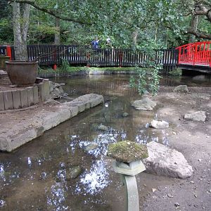 Asian small-clawed otter enclosure 070920
