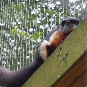 Pontianak prevost's squirrel 070920