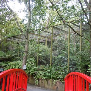 Papuan hornbill aviary 070920