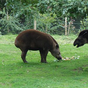 South American tapirs 070920