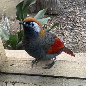 Gems of the Jungle - Red-tailed laughingthrush 070920