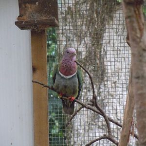 Gems of the Jungle - Pink-headed fruit-dove 070920