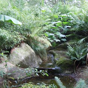 Gems of the Jungle 070920