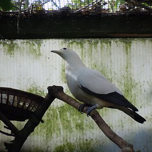 Gems of the Jungle - Pied imperial-pigeon 070920