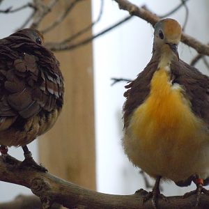 Gems of the Jungle - Cinnamon ground-doves 070920