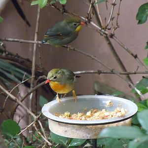 Gems of the Jungle - Red-billed leiothrix 070920