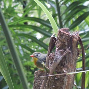 Gems of the Jungle - Red-billed leiothrix 070920