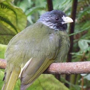 Gems of the Jungle - Collared finchbill 070920
