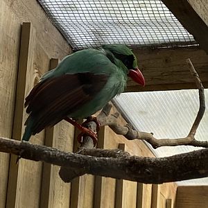 Gems of the Jungle - Javan green magpie 070920