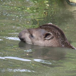 South American tapir 070920