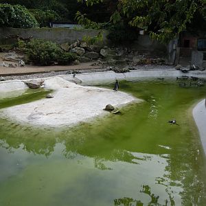 Humboldt penguin enclosure 070920