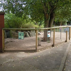 Dusky pademelon and Parma wallaby enclosure 070920