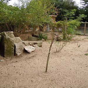 Dusky pademelon and Parma wallaby enclosure 070920