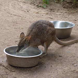 Parma wallaby 070920