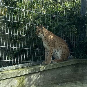 Carpathian lynx 070920