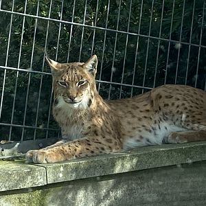 Carpathian lynx 070920