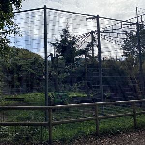 Carpathian lynx enclosure 070920