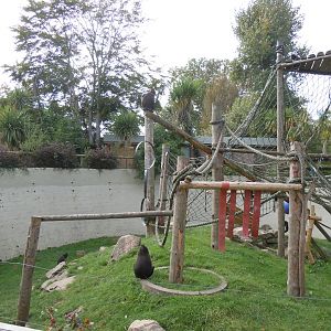 Crested black macaque enclosure 070920