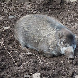 Visayan warty pig 070920