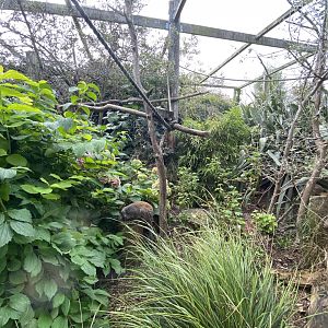 Crowned lemur and Narrow-striped mongoose enclosure 070920