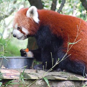Red panda 070920