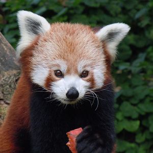 Red panda 070920