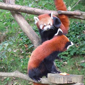 Red pandas 070920
