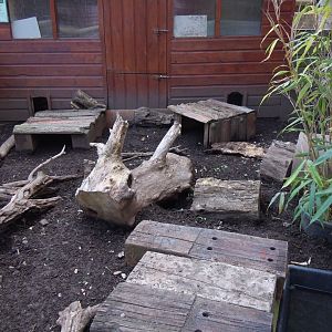 Six-banded armadillo enclosure 070920