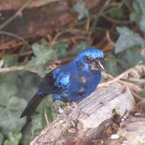 Ultramarine grosbeak 070920