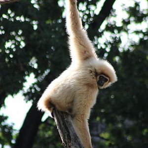 White-handed gibbon