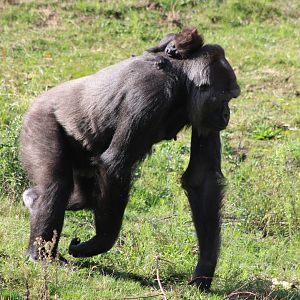 Western lowland gorilla - mother and baby