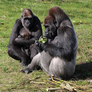 Western lowland gorilla - mother, baby and father