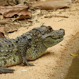 Rescued baby broad-snouted-caiman - Belo Horizonte zoo