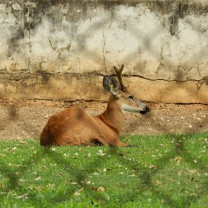 Marsh deer - Belo Horizonte zoo