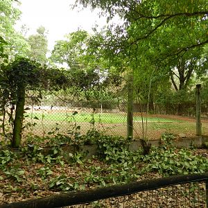 Marsh deer exhibit- Belo Horizonte zoo