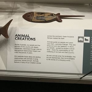 Indigenous Australian Stingray