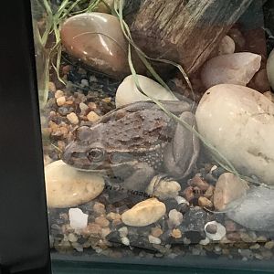 Growling Grass Frog (Litoria raniformis)