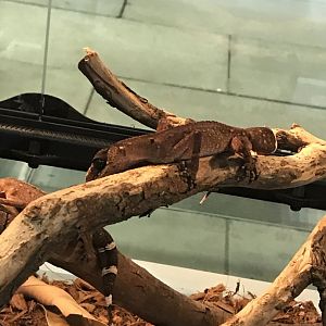 Chameleon Gecko (Carphodactylus laevis)