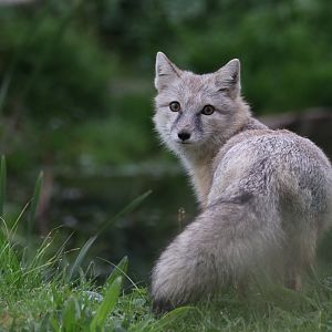 Corsac Fox