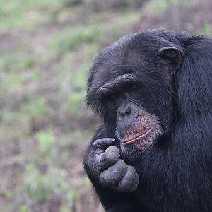 Chimpanzee