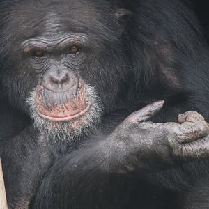Chimpanzee