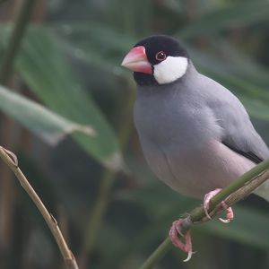 Java Sparrow