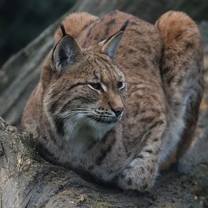 Eurasian Lynx
