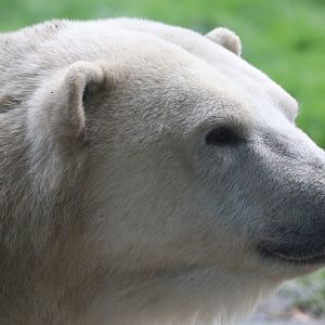 Polar Bear